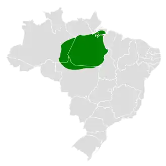 Spix' orpheusmierkruiper