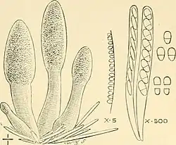 Stroma, peritheciën, asci en deelsporen