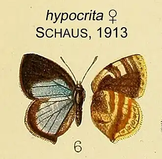 Arawacus hypocritus