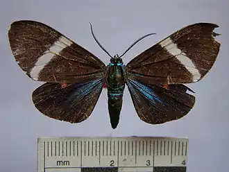 Hypocrita albimacula