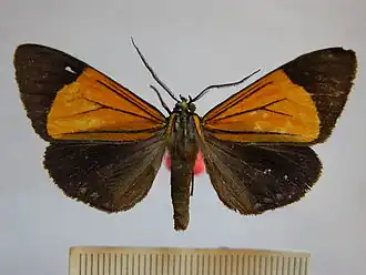 Hypocrita caeruleomaculata