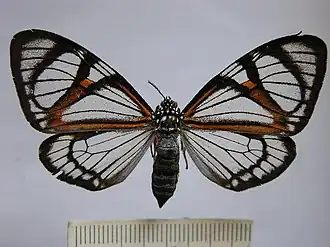 Hypocrita phanoptoides