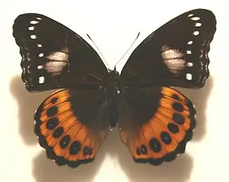 Hypolimnas pandarus