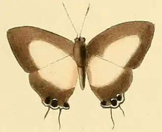 Myrina derpiha
