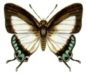 Hypolycaena danis