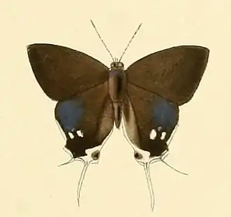 Hypolycaena hatita