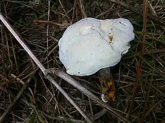 Kleinsporige zwameter