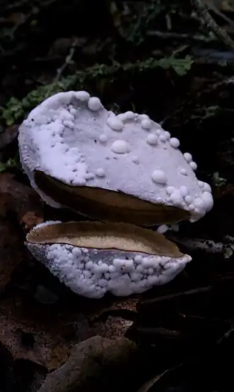 Kleinsporige zwameter