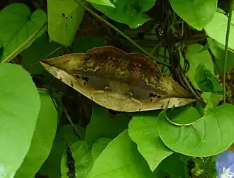 Hypopyra vespertilio