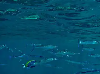 Hyporhamphus dussumieri