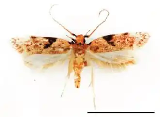 Hyposmocoma nebulifera