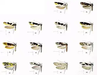 Hyposmocoma notabilis