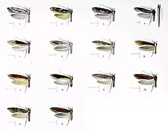 Hyposmocoma quadripunctata