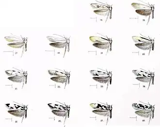 Hyposmocoma argentea