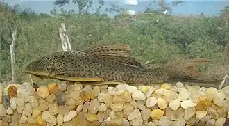 Hypostomus pusarum