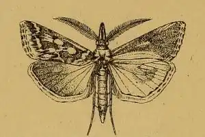 Hypotia concatenalis