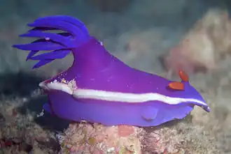 Hypselodoris bullockii