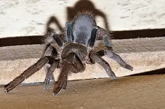 Hysterocrates laticeps