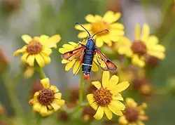 Bembecia chrysidiformis lijkt op een horzel