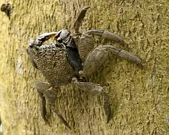 Episesarma chentongense