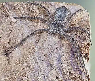 Philodromus vulgaris