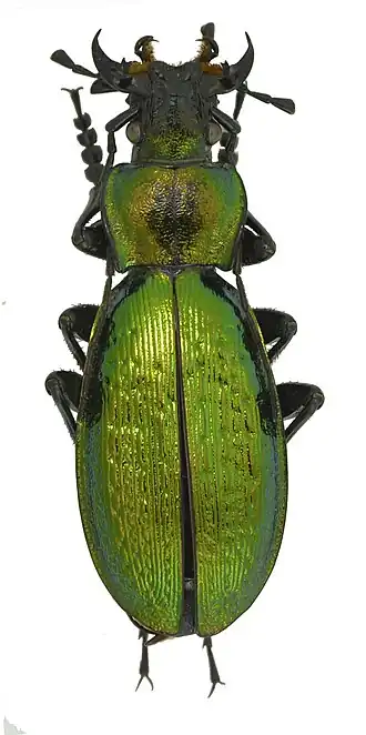 Carabus ibericus