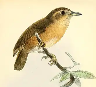 Tickells jungletimalia