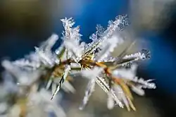 IJskristallen rondom een takje.