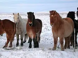 Een kudde in wintervacht