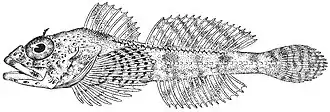 Icelinus burchami