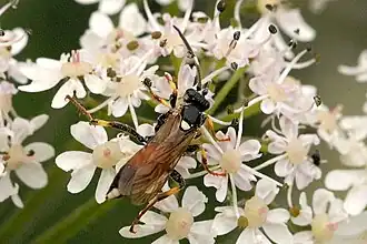 Ichneumon confusor