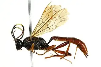 Ichneumon computatorius