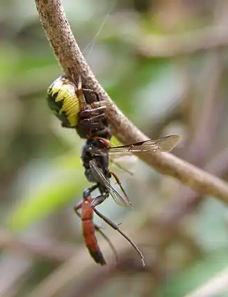 Ichneumon novemalbatus