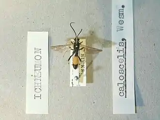 Ichneumon caloscelis