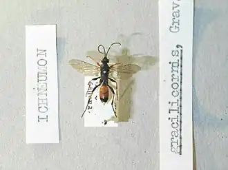 Ichneumon gracilicornis