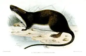 Ichthyomys hydrobates