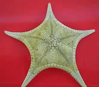 Iconaster vanuatuensis