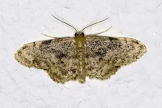 Idaea inquinataRoestige stipspanner