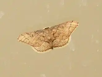 Idaea amplipennis