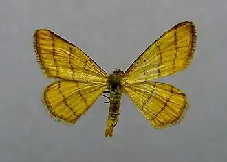 Idaea aureolaria