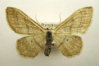 Idaea deversaria