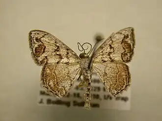 Idaea fervens