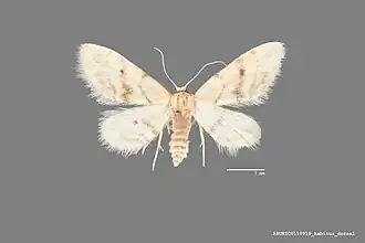 Idaea microphysa