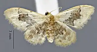 Idaea occidentaria