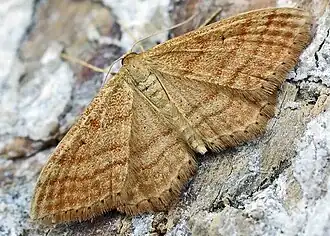 Idaea ochrataOkergele spanner