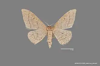 Idaea productata