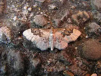 Idaea rusticataSchaduwstipspanner