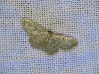 Idaea simplex