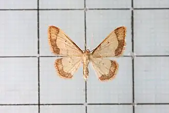 Idaea sugillata