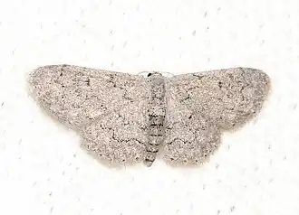Idaea violacearia